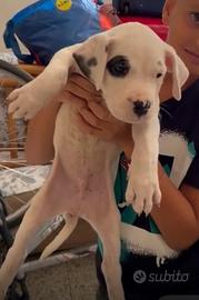 Dogo argentino maschio