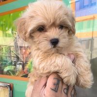 Cuccioli di maltipoo dorati