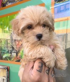 Cuccioli di maltipoo dorati