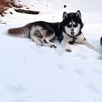 Siberian husky