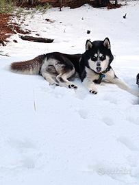 Siberian husky