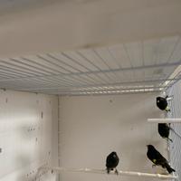 Negriti della Bolivia