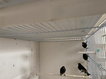 Negriti della Bolivia