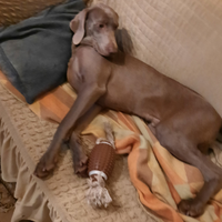 Cucciolo di weimaraner