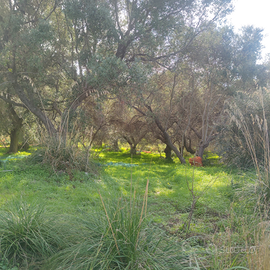 Terreno agricolo con uliveto