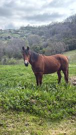 Cavallo per trekking