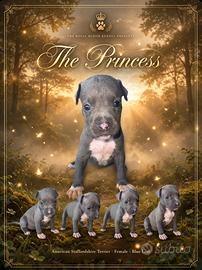 American staffordshire terrier (Amstaff)