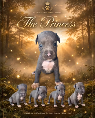 American staffordshire terrier (Amstaff)