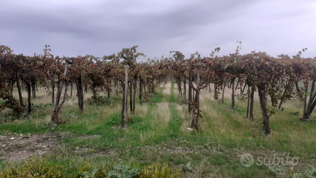 Terreno agricolo