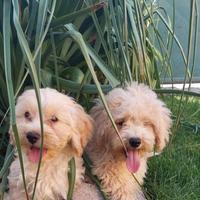 Maltipoo toy