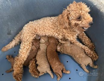 Cuccioli barboncino Toy