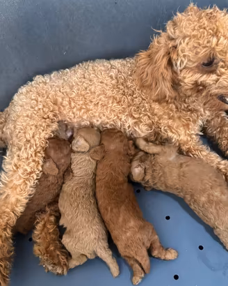 Cuccioli barboncino Toy