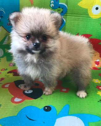 Cuccioli pomerania