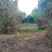Terreno Uliveto Laureana di Borrello (RC)