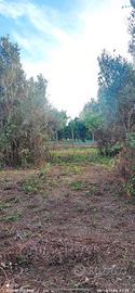Terreno Uliveto Laureana di Borrello (RC)
