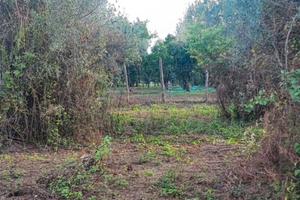 Terreno Uliveto Laureana di Borrello (RC)