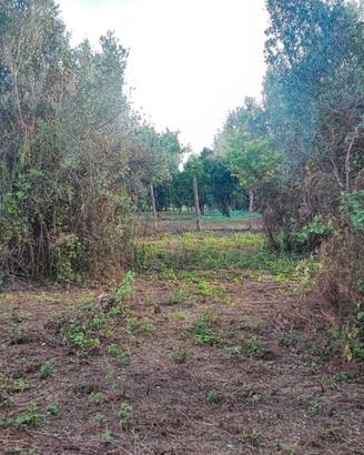Terreno Uliveto Laureana di Borrello (RC)