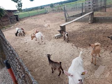 Capretti tibetani da compagnia x contatti 32841264