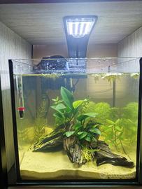 Acquario 20 litri