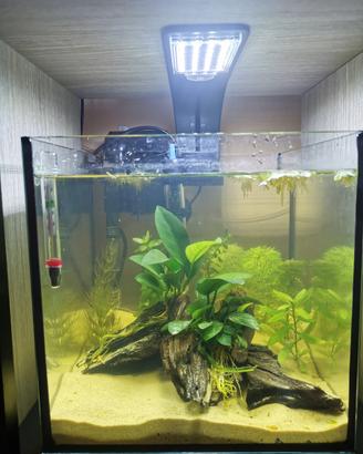 Acquario 20 litri