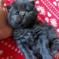 Cucciolo persiano nero cioccolato