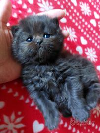 Cucciolo persiano nero cioccolato