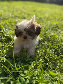 Cuccioli di razza shihtzu /shitzu