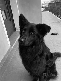 Animali