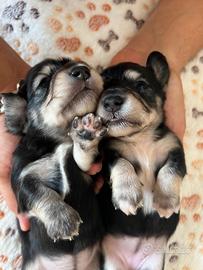 cuccioli bassotto pelo lungo