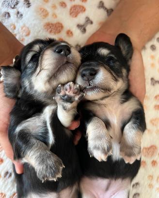 cuccioli bassotto pelo lungo