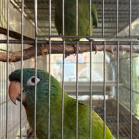 Conuro testa blu coppia