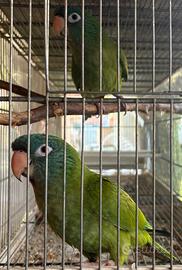 Conuro testa blu coppia