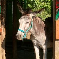 Asine femmine 3 e 17 anni