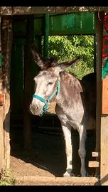 Asine femmine 3 e 17 anni