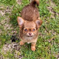 Cuccioli di chihuahua