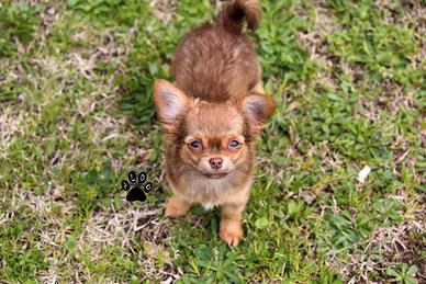 Cuccioli di chihuahua