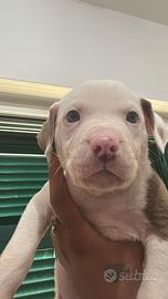 Cuccioli Pitbull