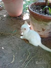 Cucciolo di gatto