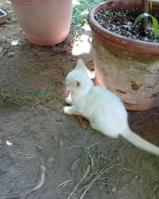 Cucciolo di gatto