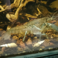 Prochambarus virginalis quadricarenatus