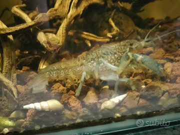 Prochambarus virginalis quadricarenatus