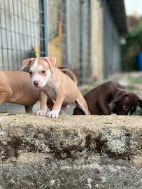 American pitbull terrier