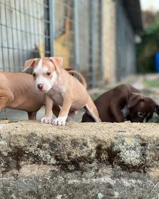 American pitbull terrier