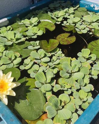 piante acquatiche 