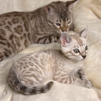 BENGALA SNOW MINK cucciolo 2 mesi