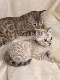 BENGALA SNOW MINK cucciolo 2 mesi