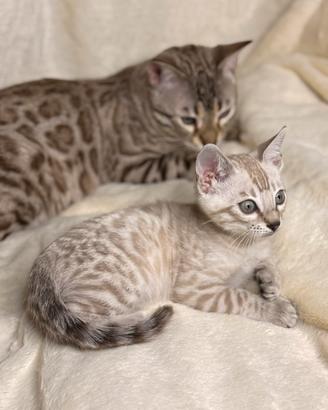 BENGALA SNOW MINK cucciolo 2 mesi