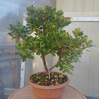azalea satstuki pre bonsai kompu