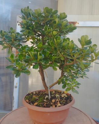 azalea satstuki pre bonsai kompu
