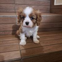 Cavalier King Charles Spaniel cuccioli disponibili